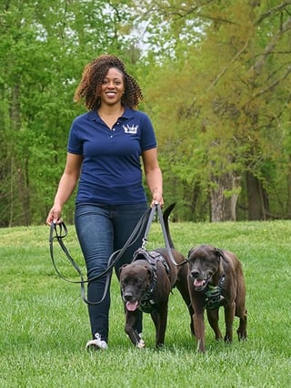 Barking with the Bradley's co-founder walking two dogs through a grassy park