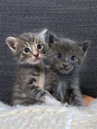 Two young gray kittens sitting together for the Kitty of Angels customer story