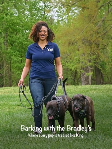 Barking with the Bradley's co-founder walking two dogs, with company branding