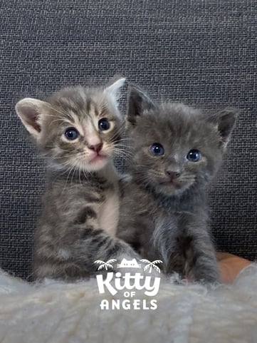 Two young gray kittens sitting together with the Kitty of Angels logo
